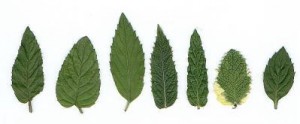 menthe-feuilles