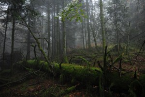 vosges-lorra-foret-de-bannes-1410--06-