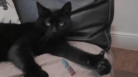Chat Bouteille