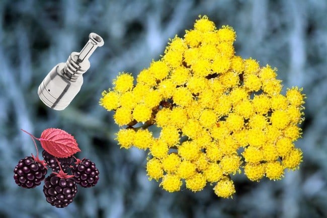 Fruits-Ato