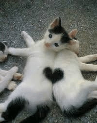 chat-coeur_imagesia-com_18xbp