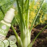 Anis Sauvage Pulpe de Concombre par Pulp