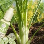 Anis Sauvage Pulpe de Concombre par Pulp