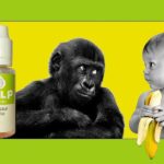 Banane verte par Pulp