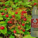 Fraise Sauvage par PULP