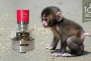 Monkey King RDA par Oumier