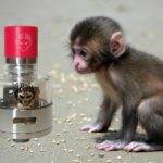 Monkey King RDA par Oumier