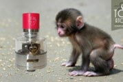 Monkey King RDA par Oumier
