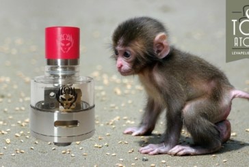 Monkey King RDA par Oumier