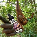 O-Rangz par Twelve Monkeys