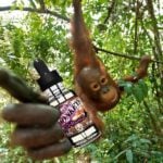 O-Rangz par Twelve Monkeys