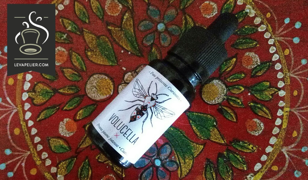 Volucella gamme curiosités par Fuu