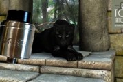 Badger par Firvape