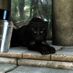 Badger par Firvape