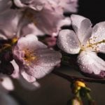Sakura Berries par Yakuza